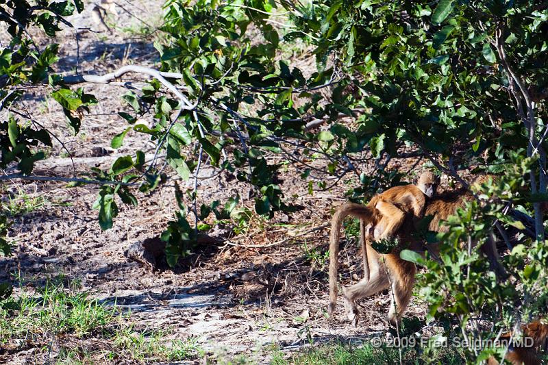 20090617_094943 D300 X1.jpg - Maternal and infant baboons